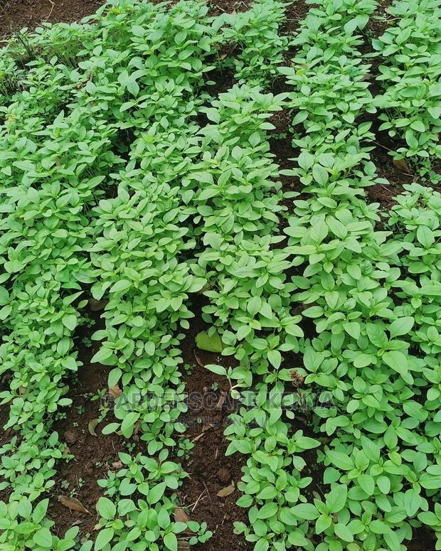 Terere Seedlings - main view