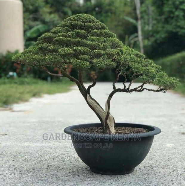 Bonsai Trees - main view