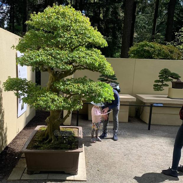 Bonsai Trees - thumbnail 2