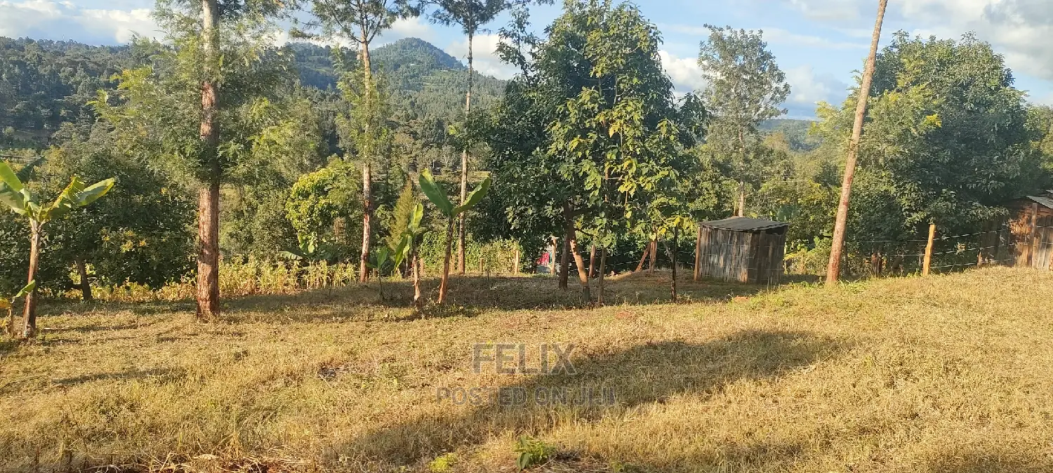 Nyeri/ Gatitu,Githiru.1/2 Acre
