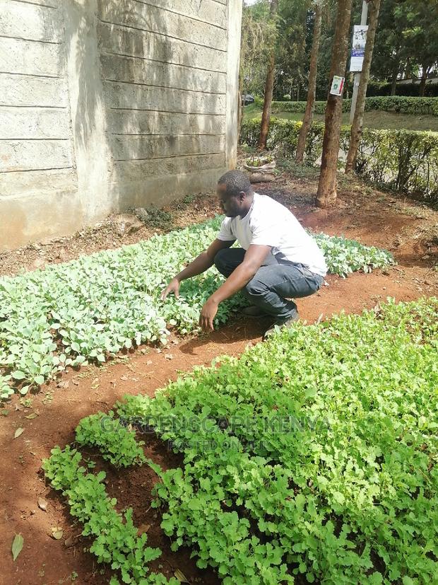 Ready To Transplant Seedlings - main view