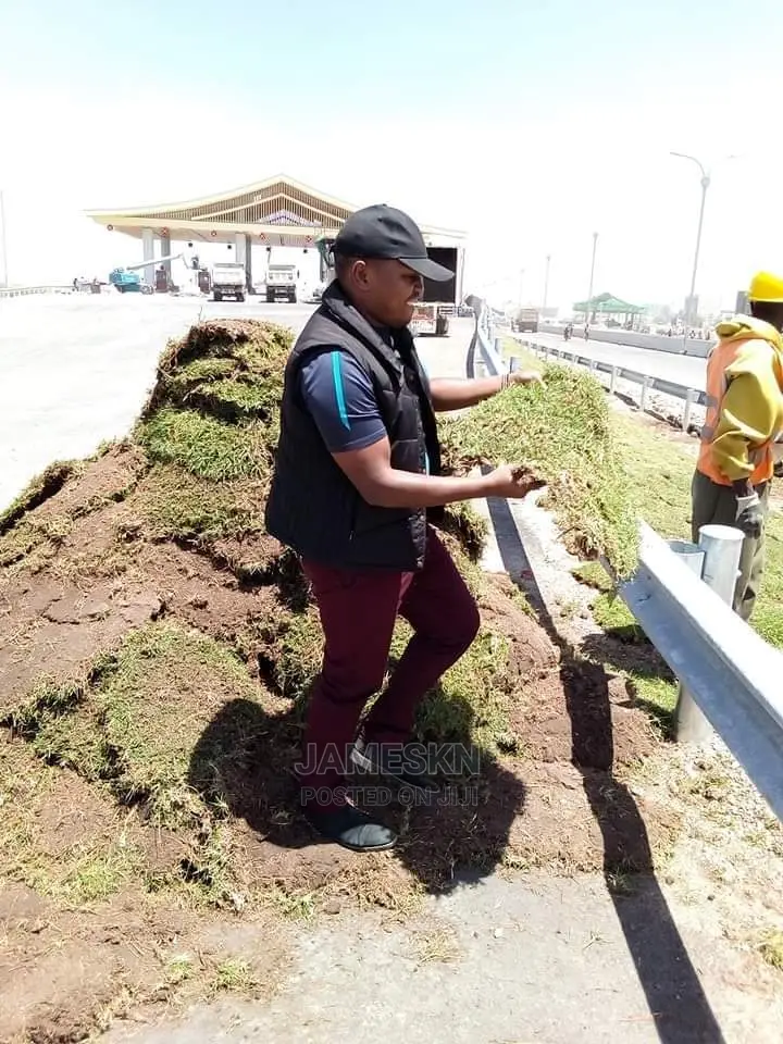 Kikuyu Grass Seeding Replanting in Kikuyu Landscaping & Gardening