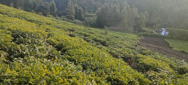 Karatina 1 Acre Gikumbo - thumbnail 2