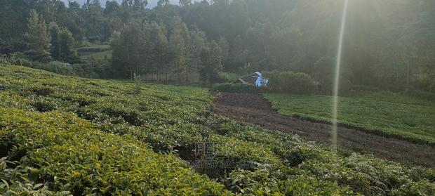 Karatina 1 Acre Gikumbo - thumbnail 4