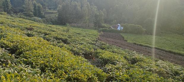 Karatina 1 Acre Gikumbo - thumbnail 6