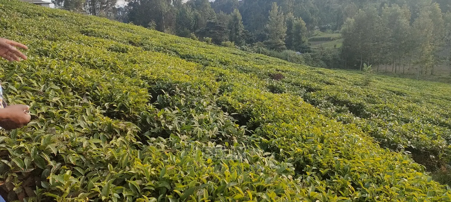 Karatina 1 Acre Gikumbo