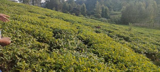Karatina 1 Acre Gikumbo - thumbnail 12
