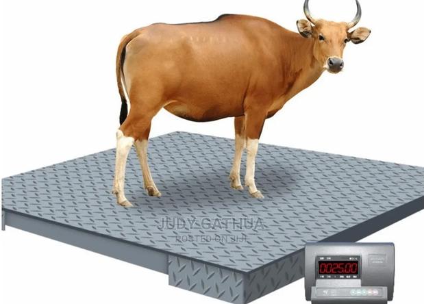 1 Tone Plat Form Scale - main view