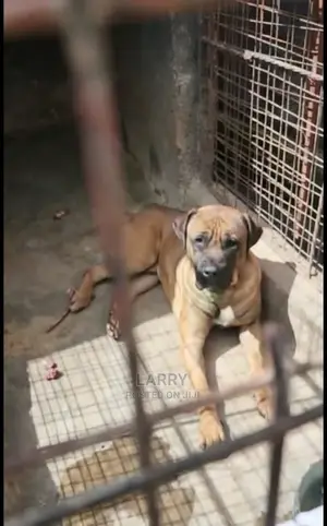 1+ Year Male Purebred Boerboel
