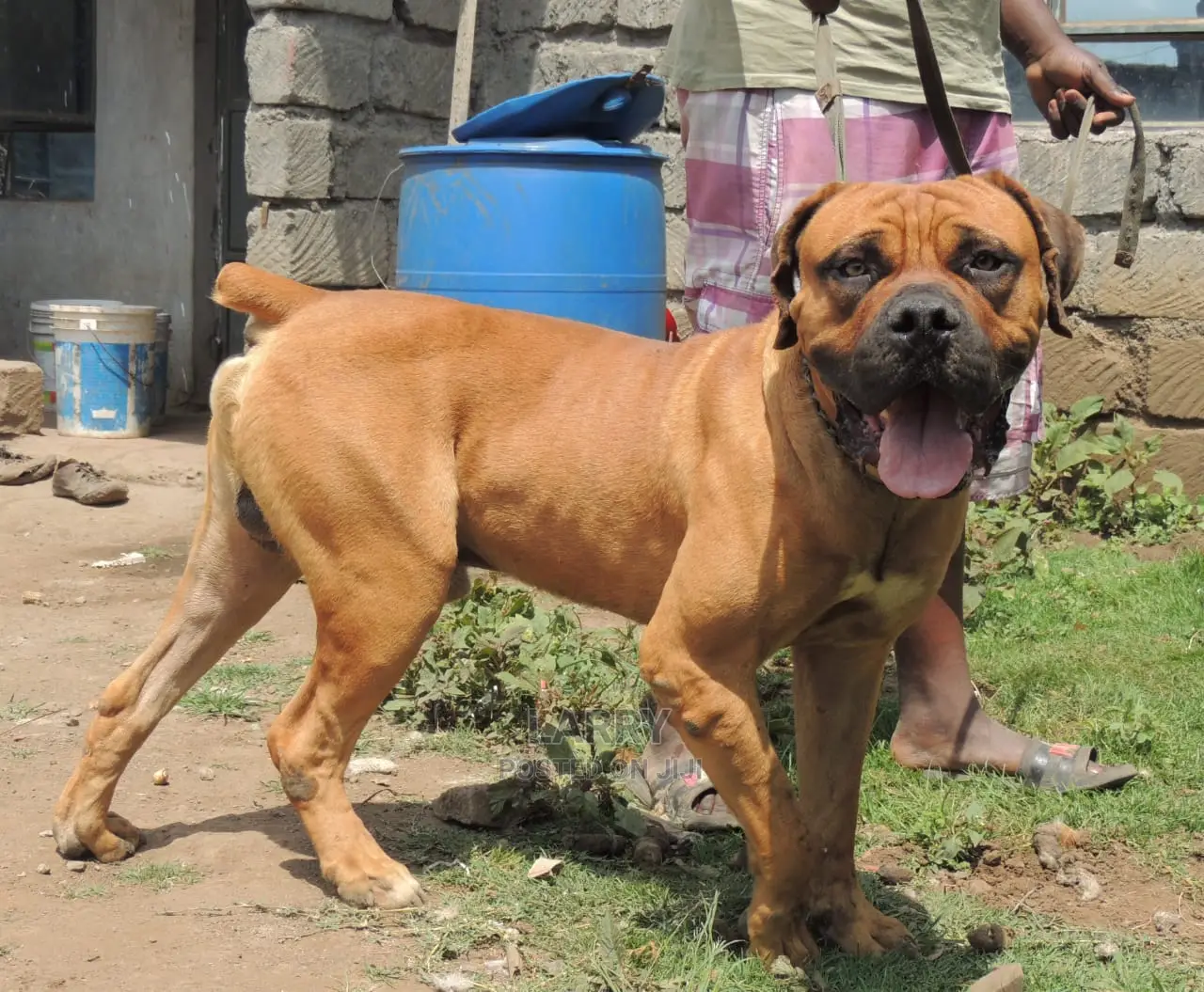 1+ Year Male Purebred Boerboel
