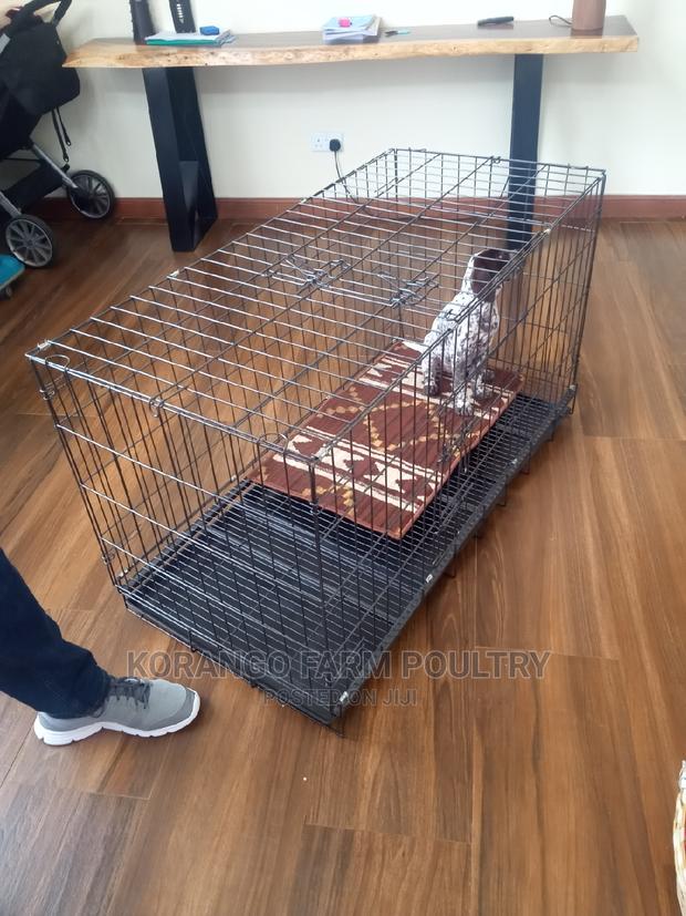 German Spitz Dog Crates - main view