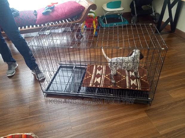 German Spitz Dog Crates - thumbnail 4