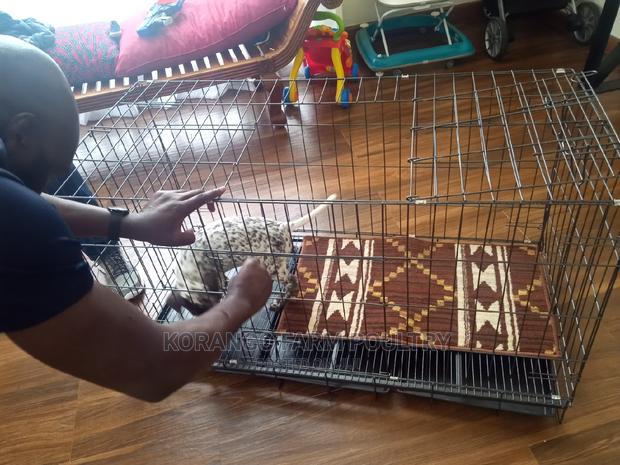 German Spitz Dog Crates - thumbnail 5