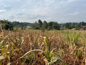 Residential Plot in Kikuyu, Kamangu Karai (Migumoini Area)