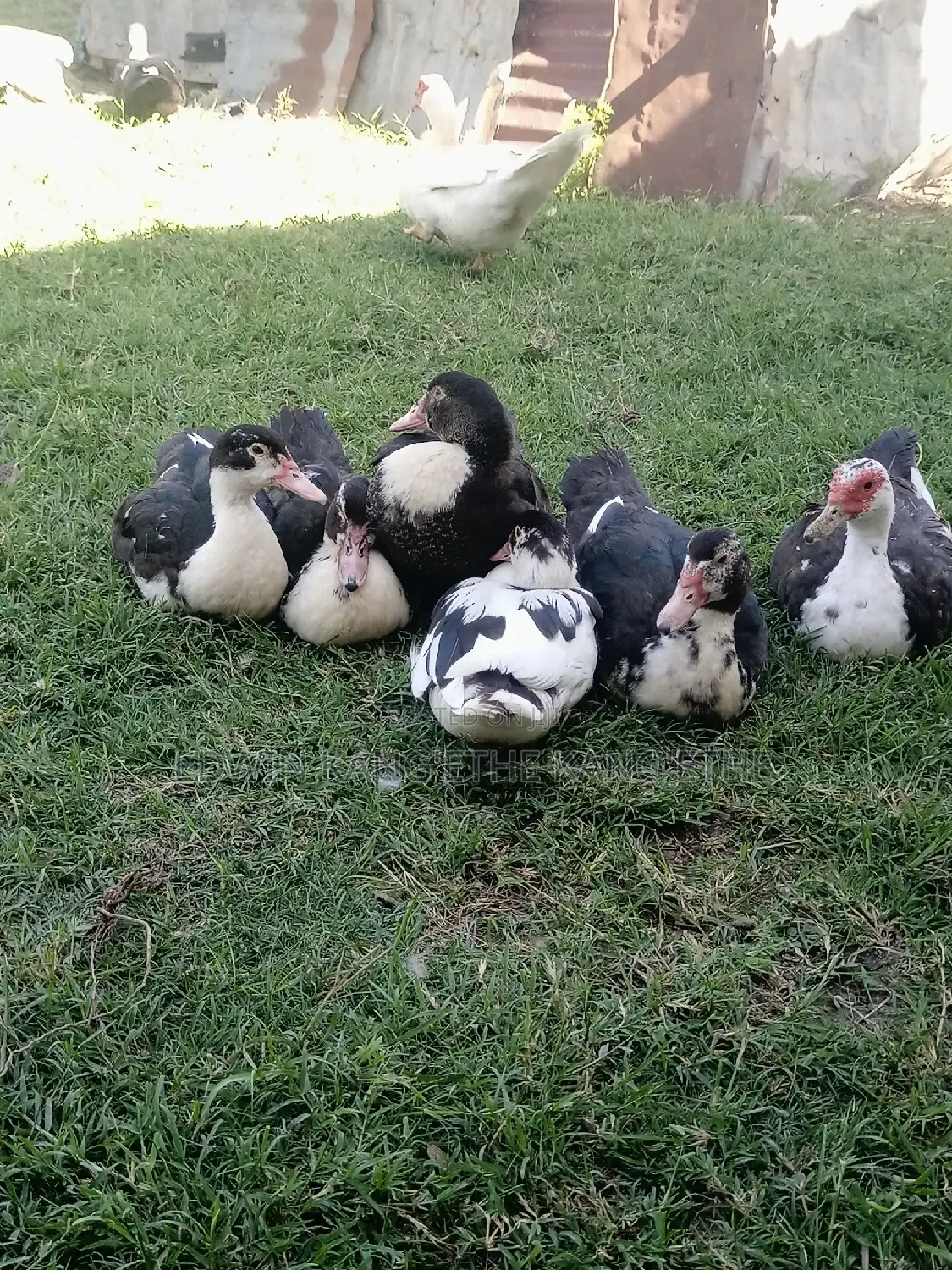 Muscovy Ducks