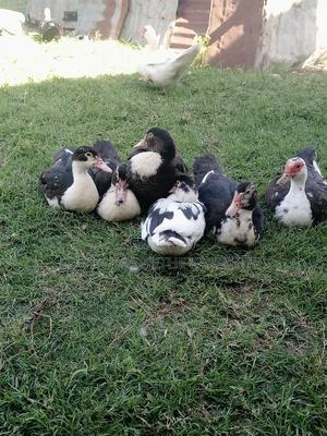 Muscovy Ducks - thumbnail 2