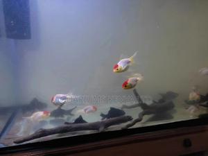 Redcup Oranda Goldfish, Aquarium Fish - thumbnail 2