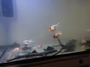 Redcup Oranda Goldfish, Aquarium Fish