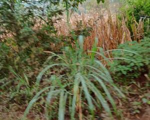 50 by 120 Ft Plot on Sale. - thumbnail 2