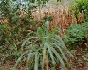 50 by 120 Ft Plot on Sale.