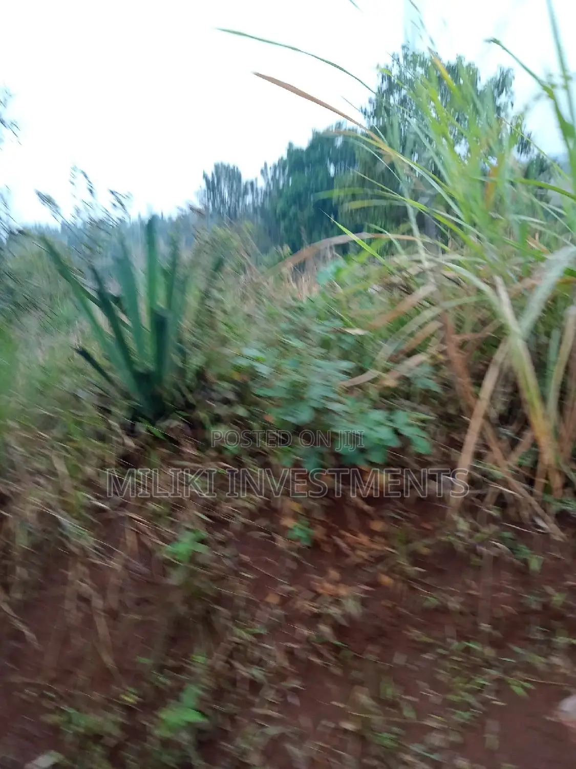 50 by 120 Ft Plot on Sale.