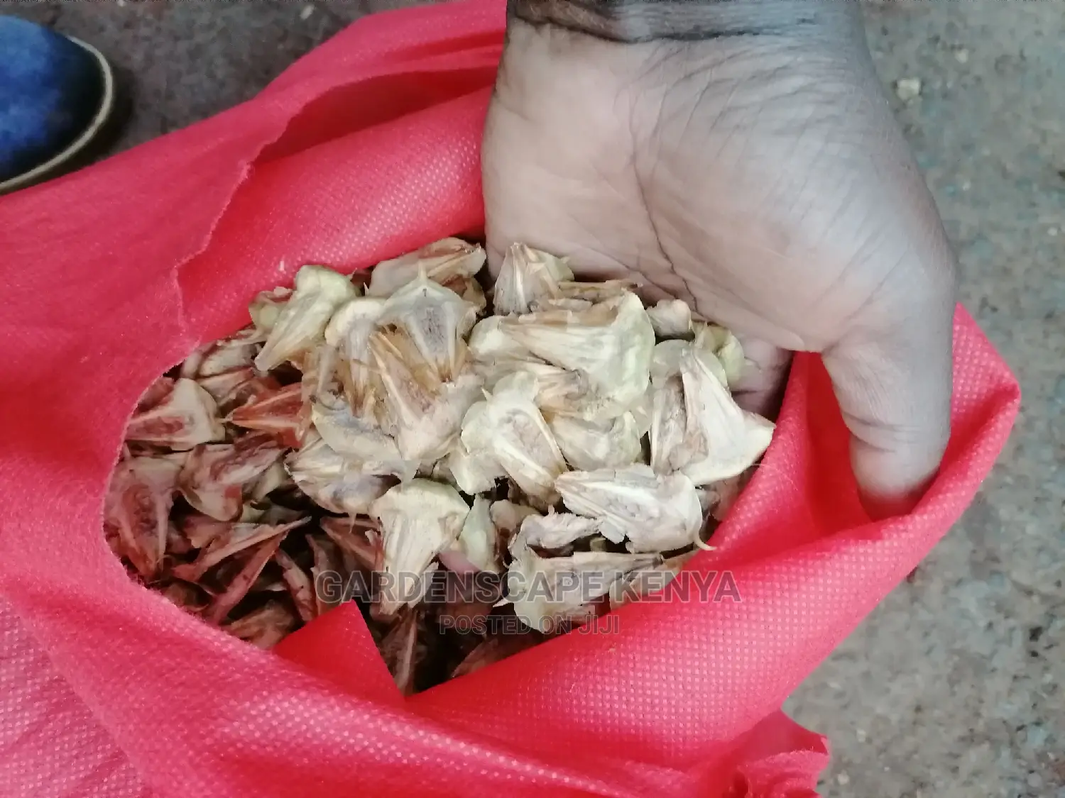 Aurocharia Tree Seeds.