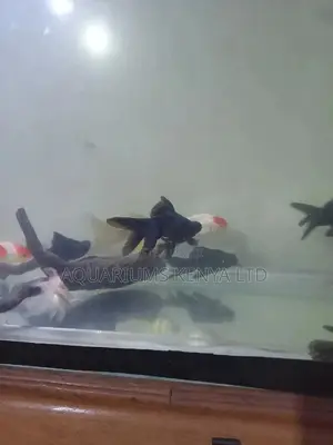 Quality Blackmore's Aquarium Fish