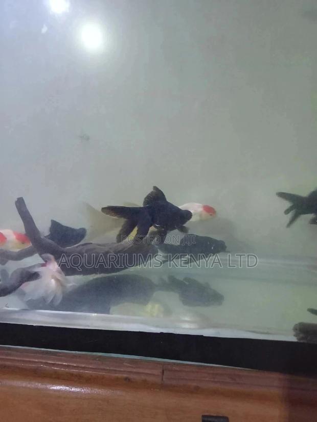 Quality Blackmore's Aquarium Fish - main view