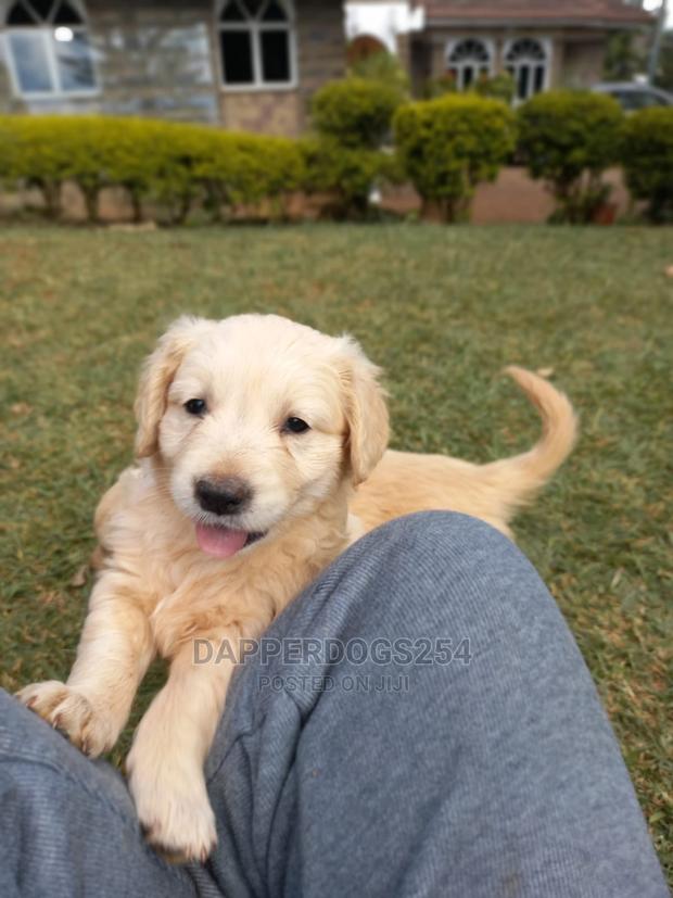 1-3 Months Male Purebred Golden Retriever