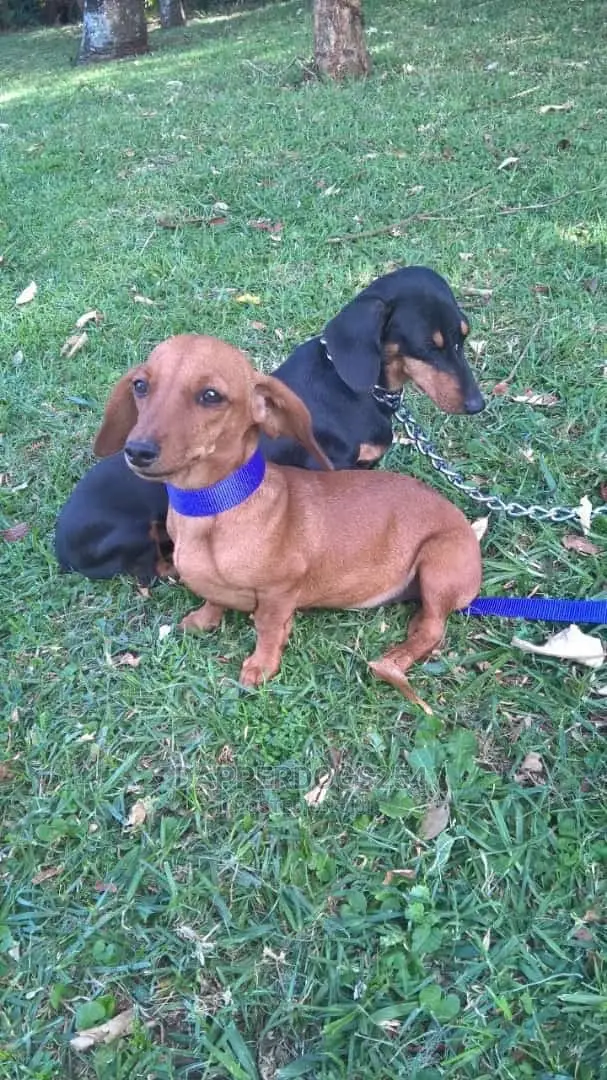 1-3 months Male Purebred Dachshund