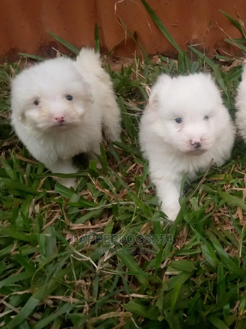 1-3 Months Male Purebred Maltese