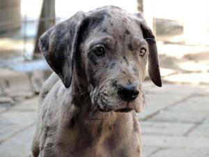 1-3 Months Male Purebred Great Dane - thumbnail 2