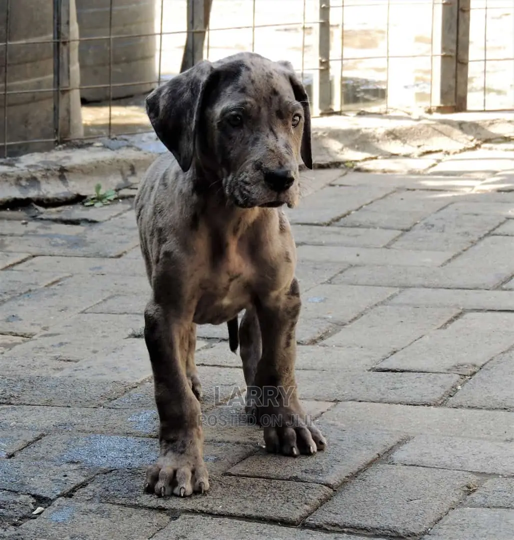 1-3 Months Male Purebred Great Dane