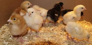 Improved Kienyeji Chicks - thumbnail 2