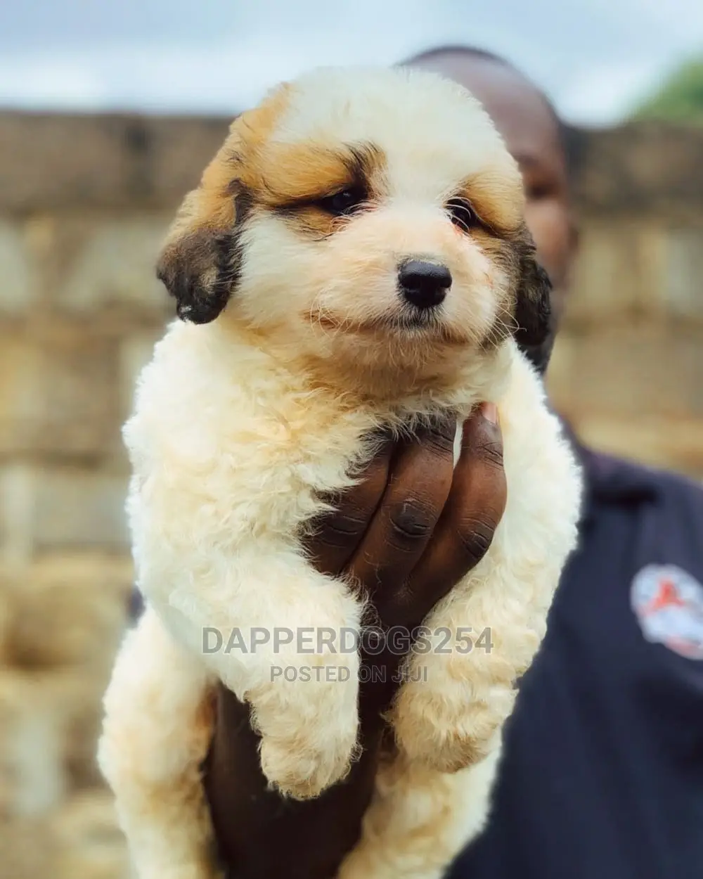 1-3 Months Male Purebred Havanese