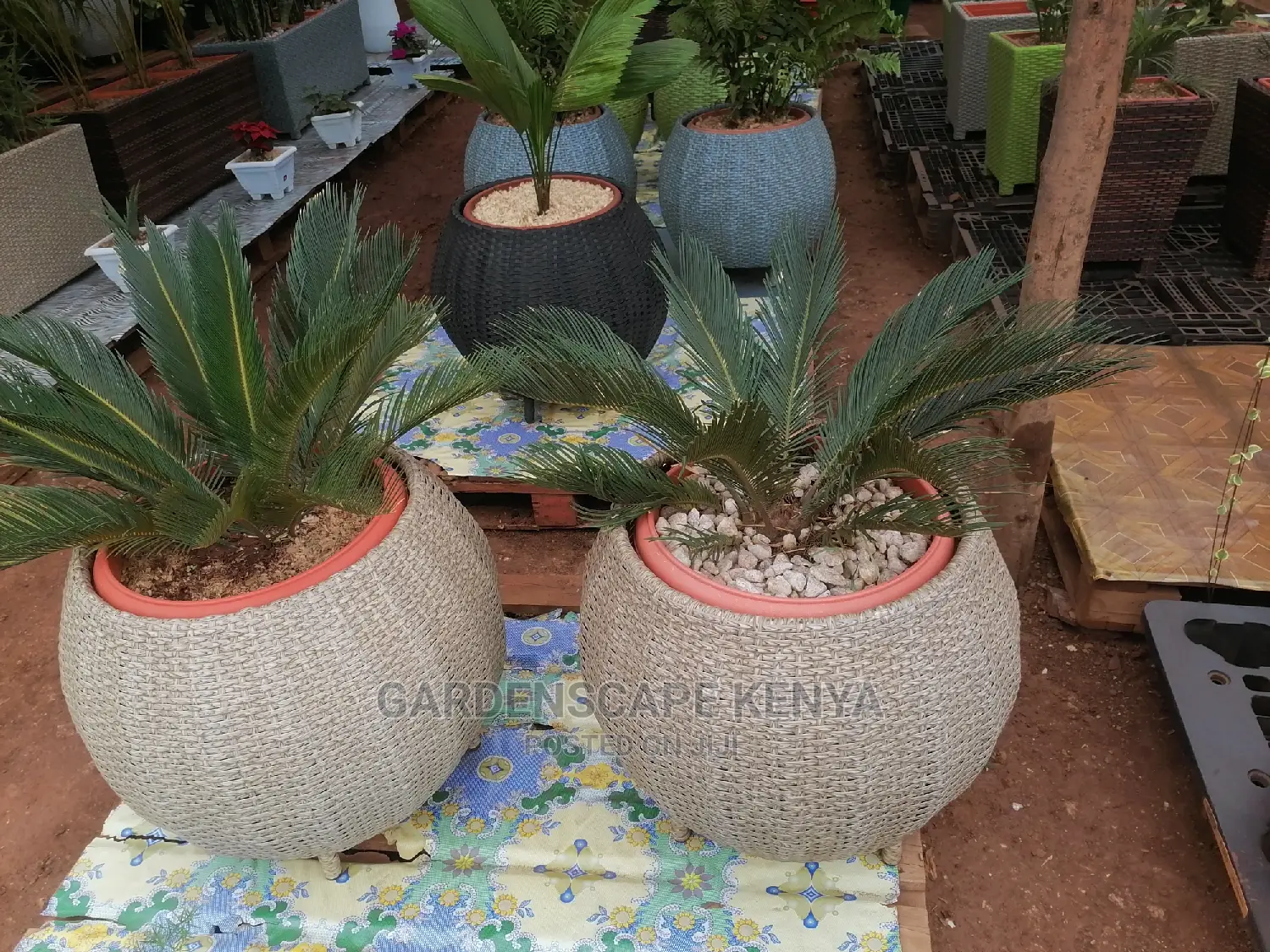 Rattan Planters
