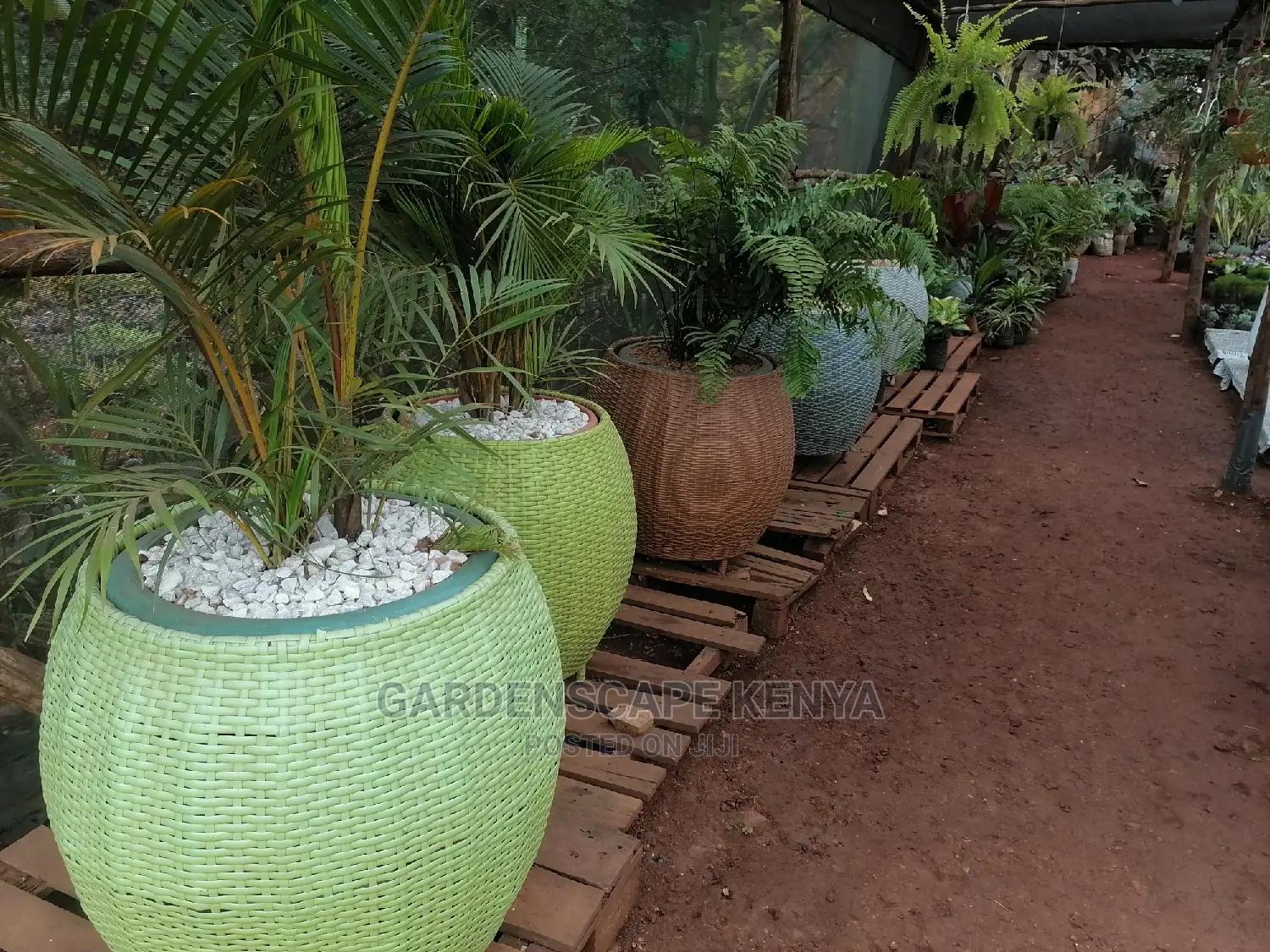 Rattan Planters
