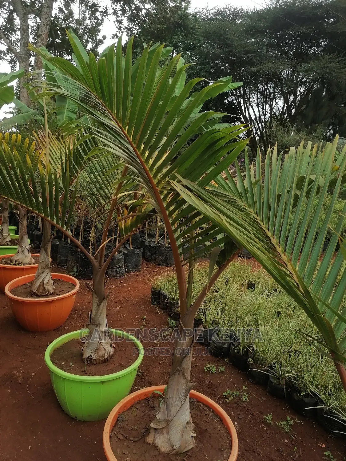 Bottle Palms.