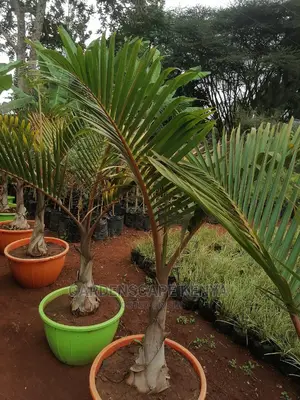 Bottle Palms.