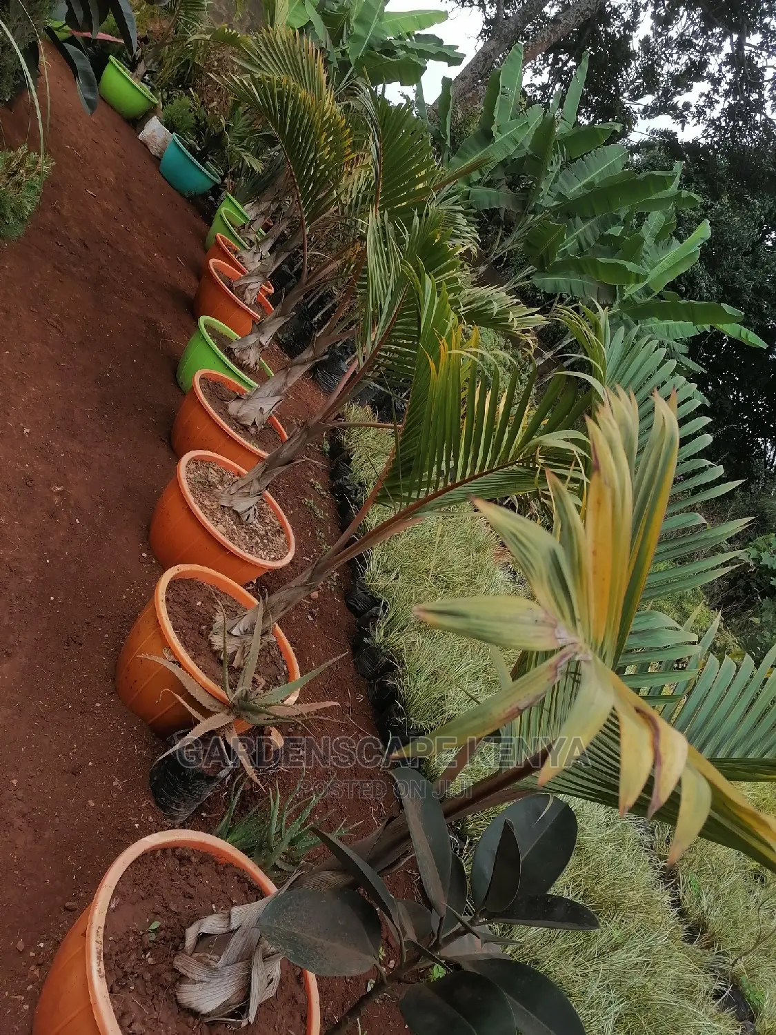 Bottle Palms.