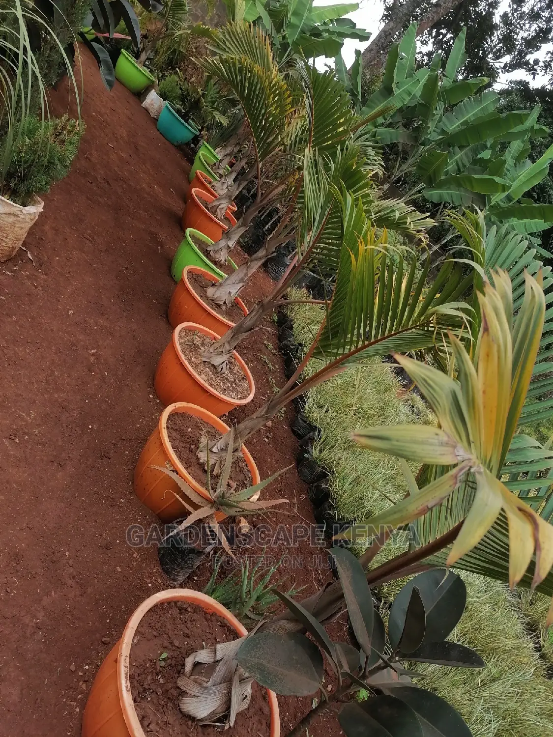 Bottle Palms.