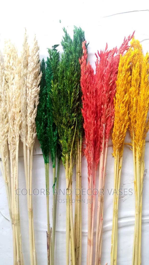 Pampas Grass - thumbnail 8