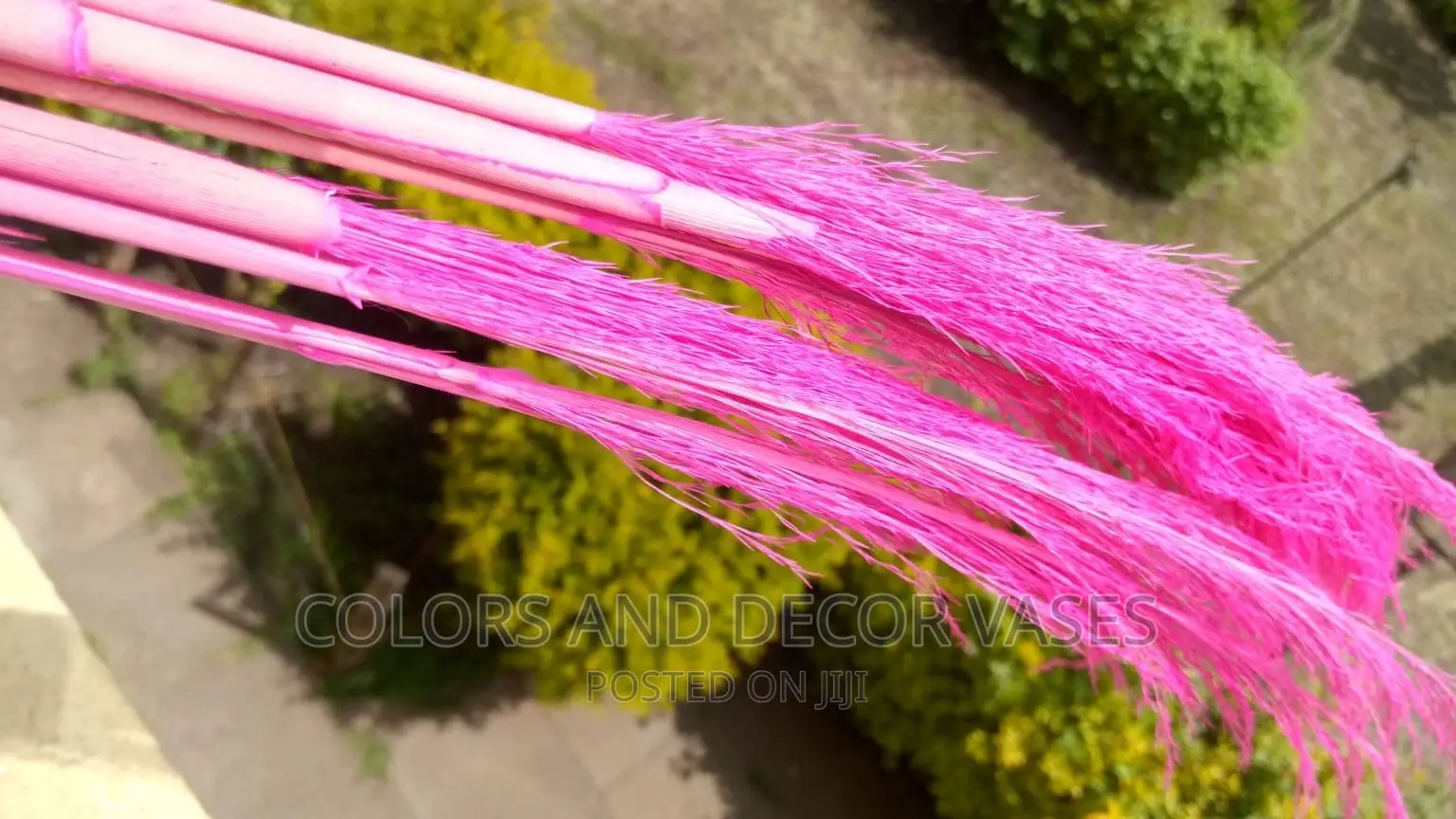 Pampas Grass