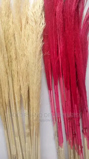 Pampas Grass