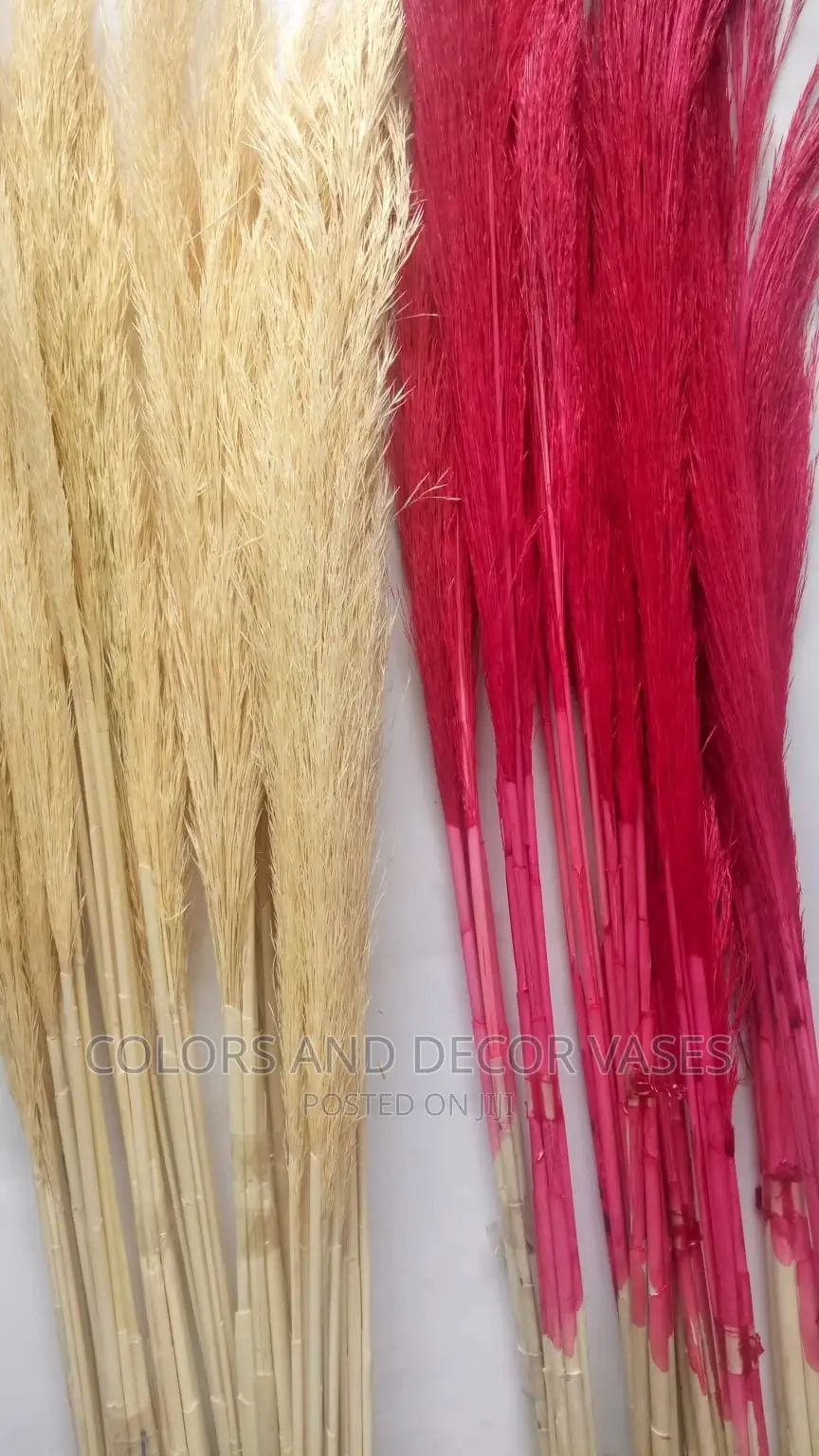 Pampas Grass