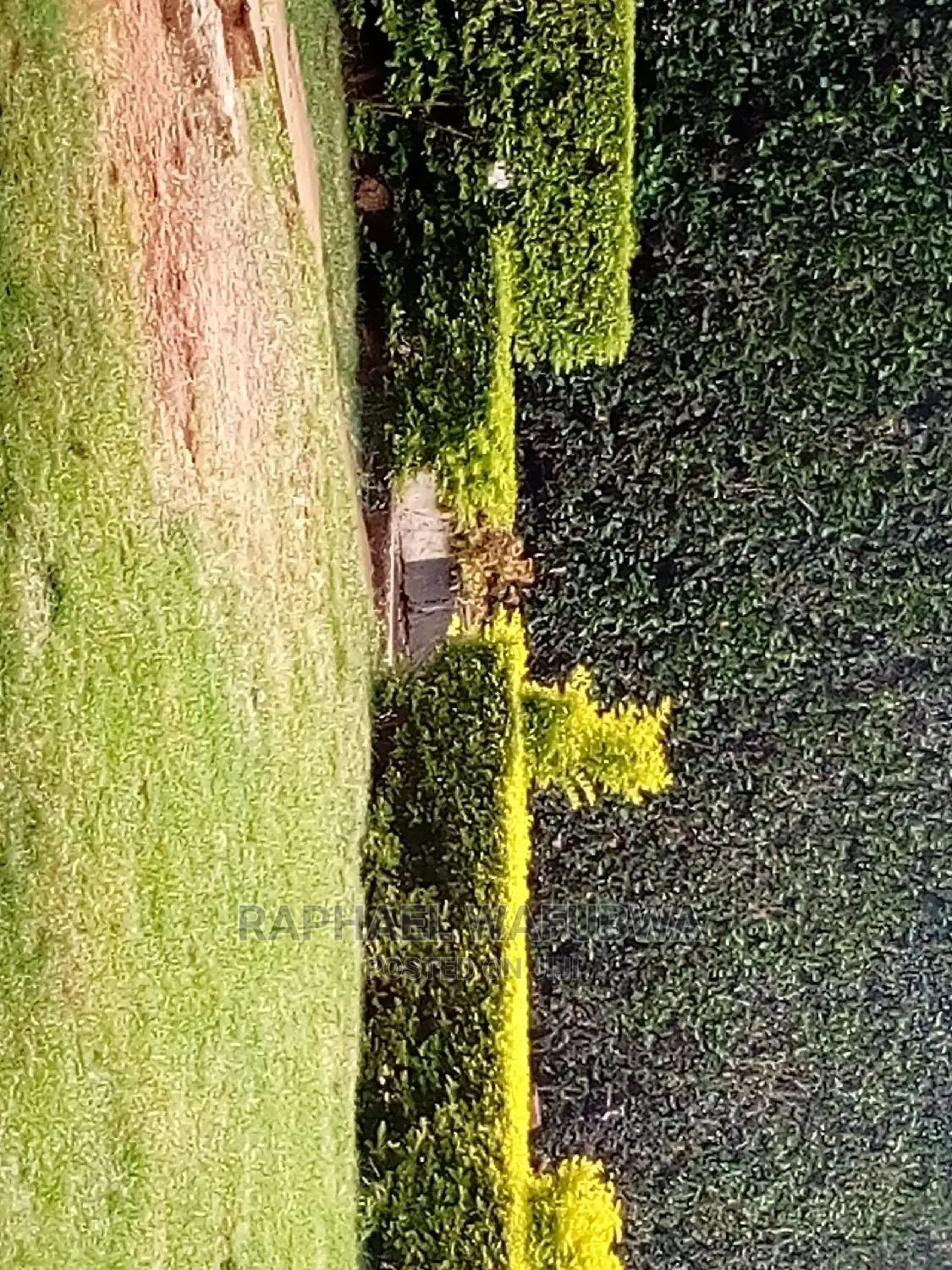 Indoor Plant Care Gardener
