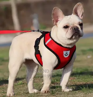 Dog Vest Leash and Harness