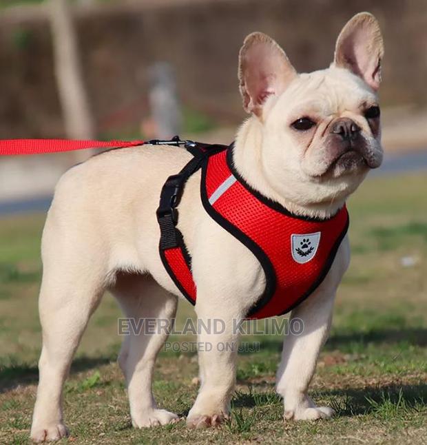 Dog Vest Leash and Harness - main view