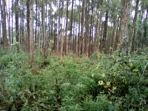 2.3-Acres of Land in Upper Matasia Ngong