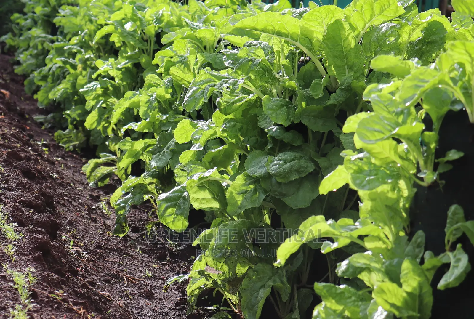 Greenlife Vertical Bags (Kitchen Garden Bags)